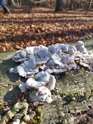 Niszczyk liściastodrzewny