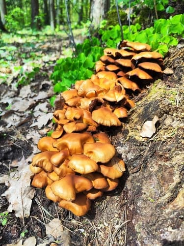 Kuehneromyces