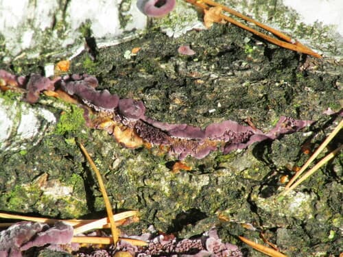 Chrząstkoskórnik purpurowy