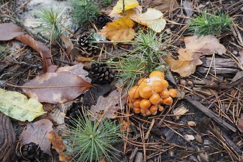 Agaricineae