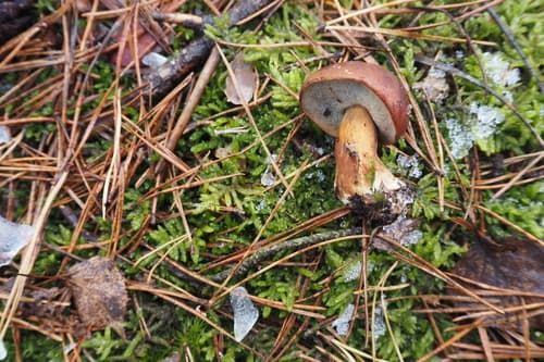 Podgrzybek brunatny