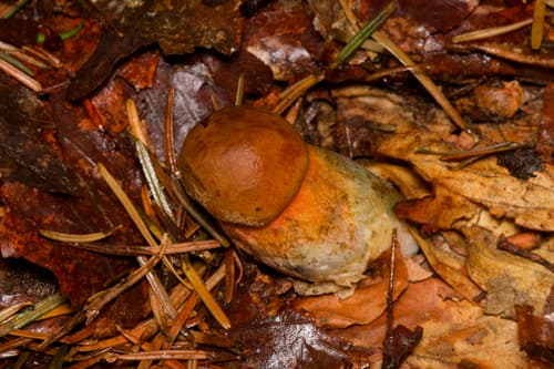 krasnoborowik ceglastopory