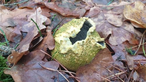 Tęgoskór cytrynowy
