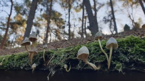 Grzybówka cytrynowa