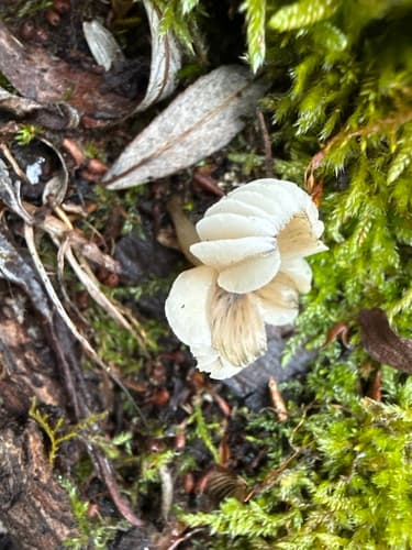 Rimbachia bryophila