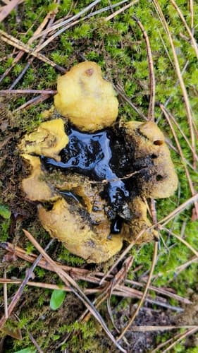 Tęgoskór cytrynowy