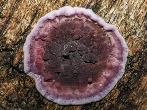 Chrząstkoskórnik purpurowy