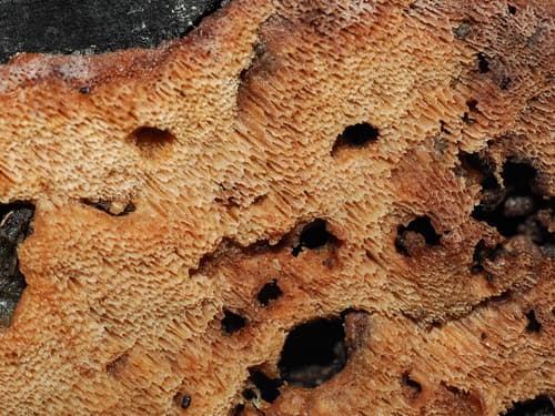 Meripilus