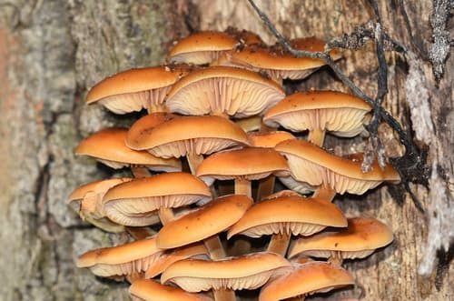 Płomiennica