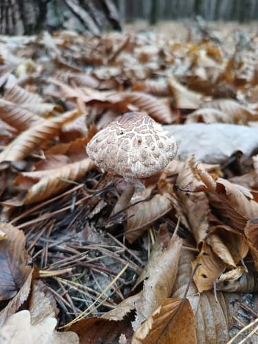 Chlorophyllum