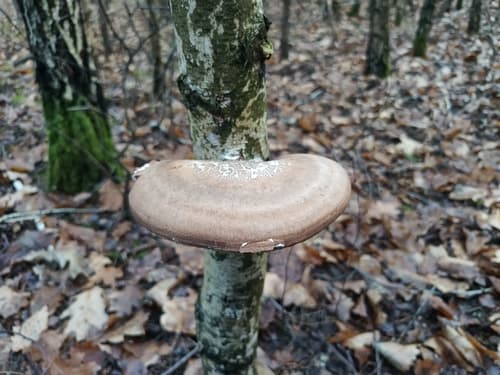 Białoporek brzozowy