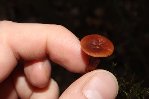 Russularia