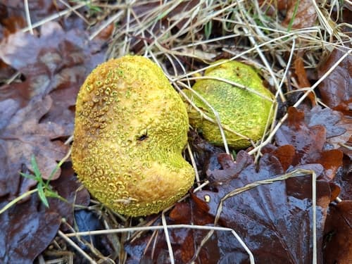 Tęgoskór cytrynowy