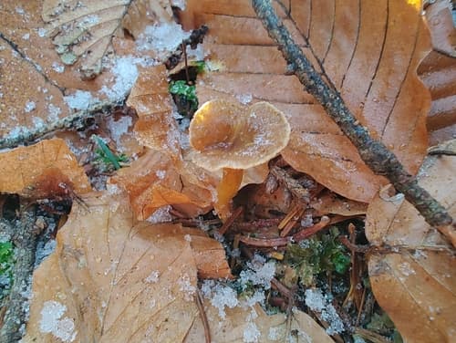 Lejkowiec trąbkowy