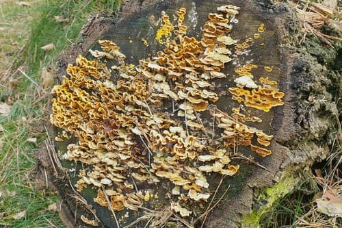 Skórnik szorstki