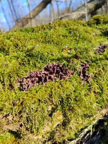 Chondrostereum