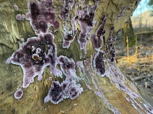 Chrząstkoskórnik purpurowy