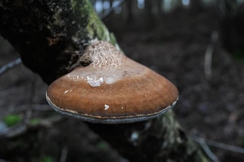Białoporek brzozowy