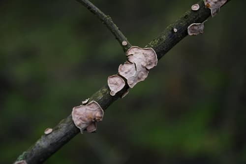 Powłocznica dębowa