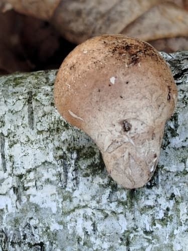 Białoporek brzozowy