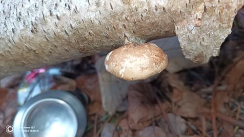 Białoporek brzozowy