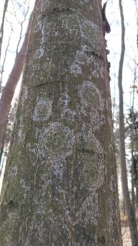 Błonka dwuzarodnikowa
