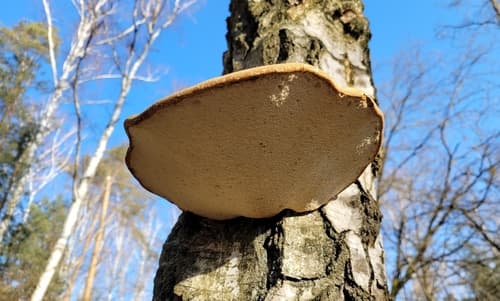 Białoporek brzozowy