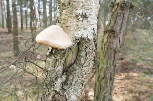 Białoporek brzozowy