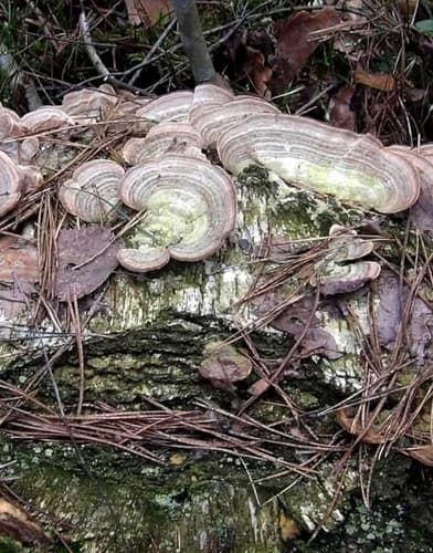 Niszczyk liściastodrzewny