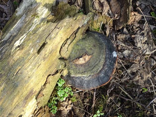 Pniarek obrzeżony