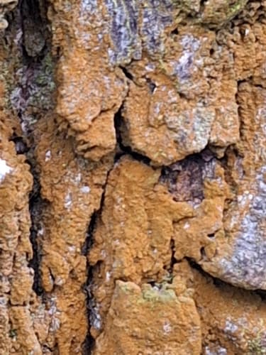 Botryobasidium aureum