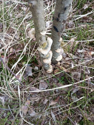 Wrośniak szorstki