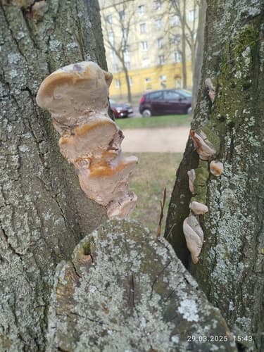 Szczeciniakowate