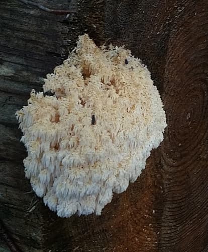 Hericium abietis