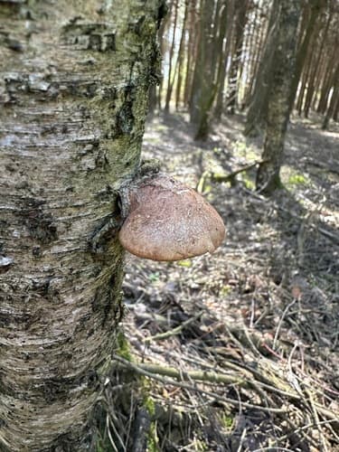 Białoporek brzozowy