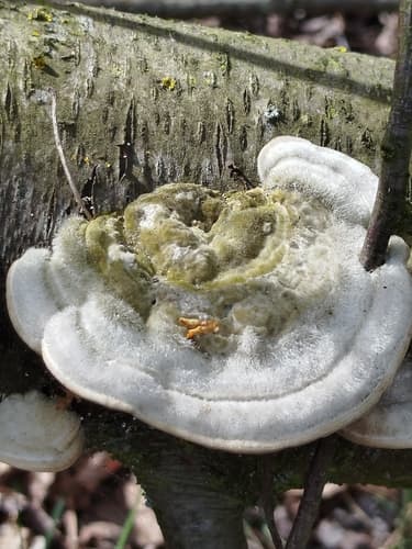 Wrośniak szorstki