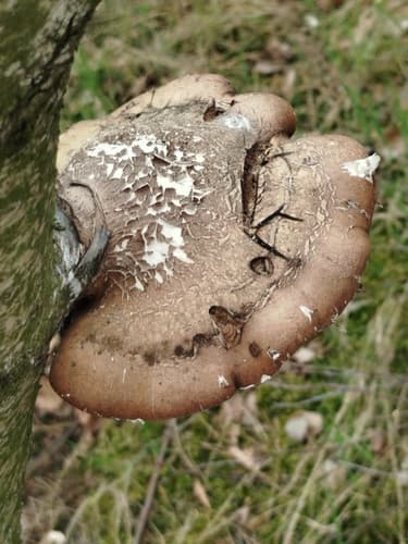 Białoporek brzozowy