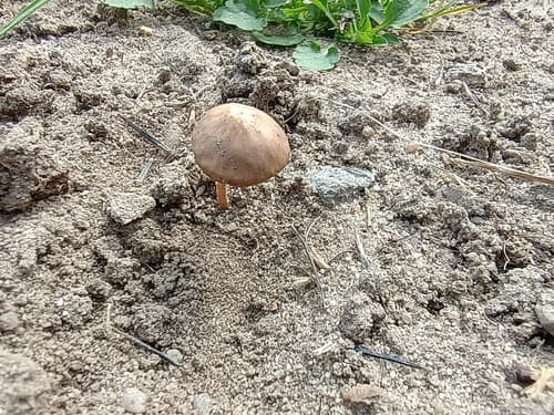 Kruchaweczka