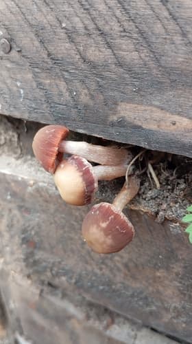 Kruchaweczka