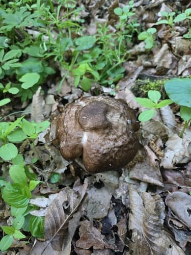 Pluteus cervinus