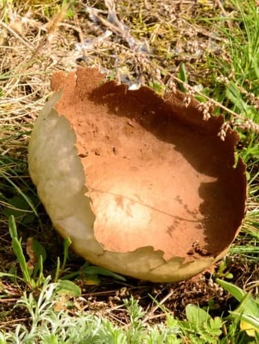 Purchawka oczkowana