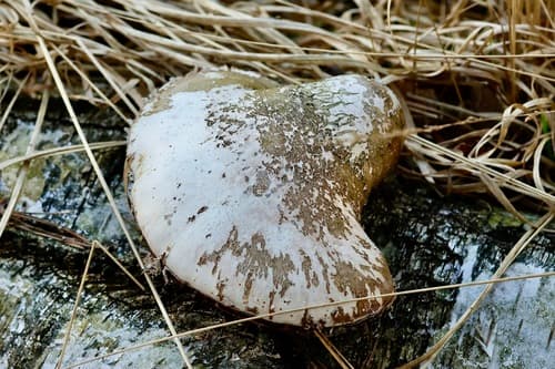 Białoporek brzozowy