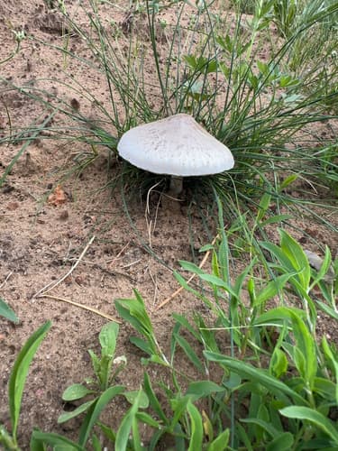 Agaricineae