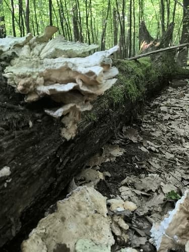 Żółciak siarkowy