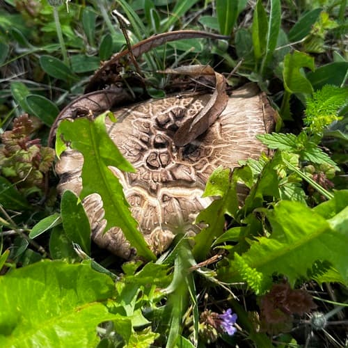 Pieczarka