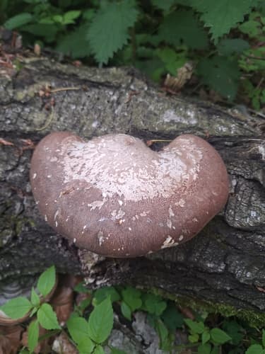 Białoporek brzozowy