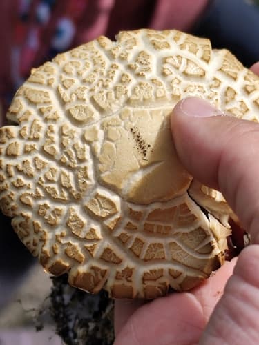 Polówka wczesna