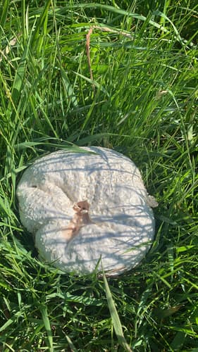 Czasznica olbrzymia