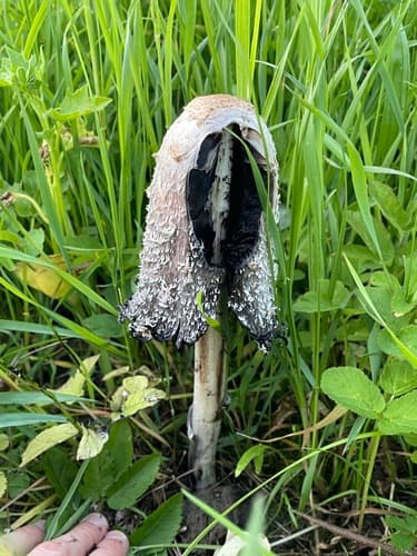Czernidłak kołpakowaty