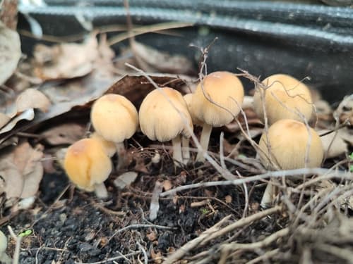Agaricineae